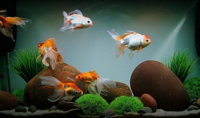 акваріум з рибками для залучення грошей